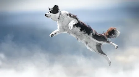 Mad Paws IPO: A pet-tacular debut