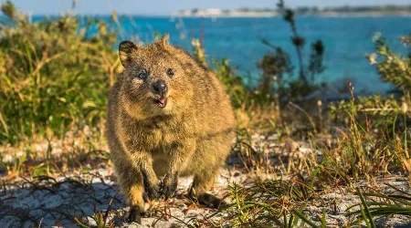 Virgin sale to WA beats Qantas fares by 50%