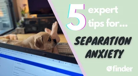Returning to work? Expert tips to deal with your dog’s separation anxiety