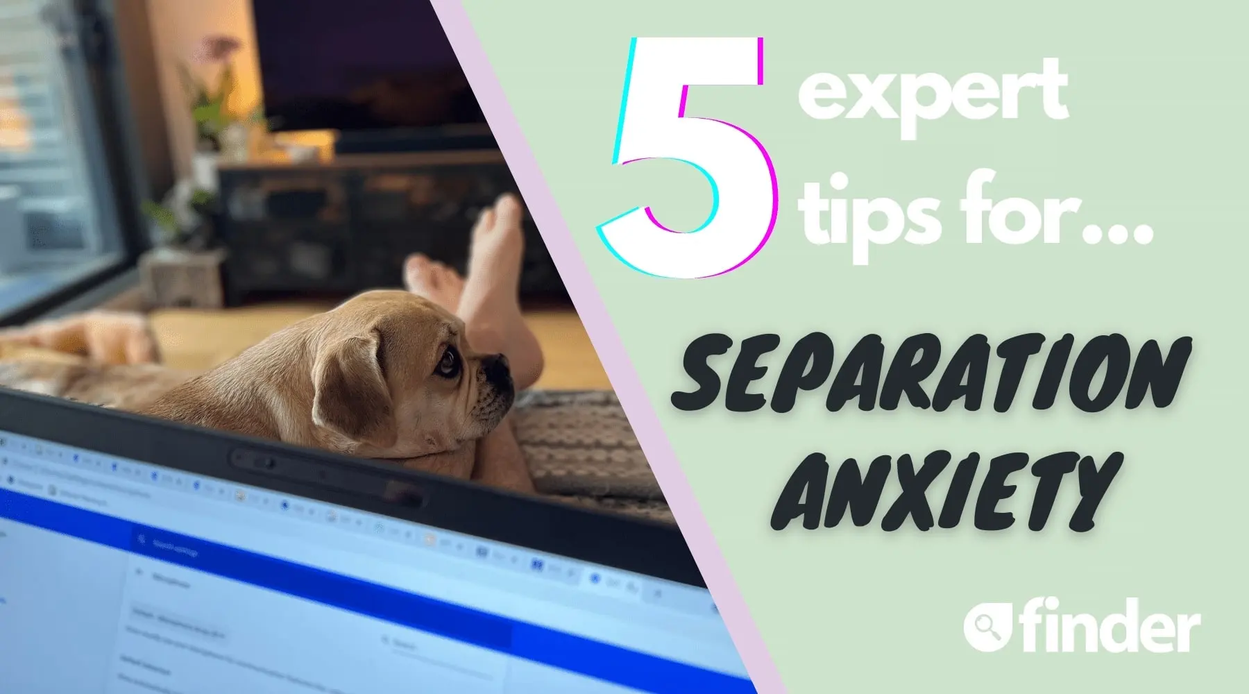 expert-tips-to-deal-with-your-dog-s-separation-anxiety-finder