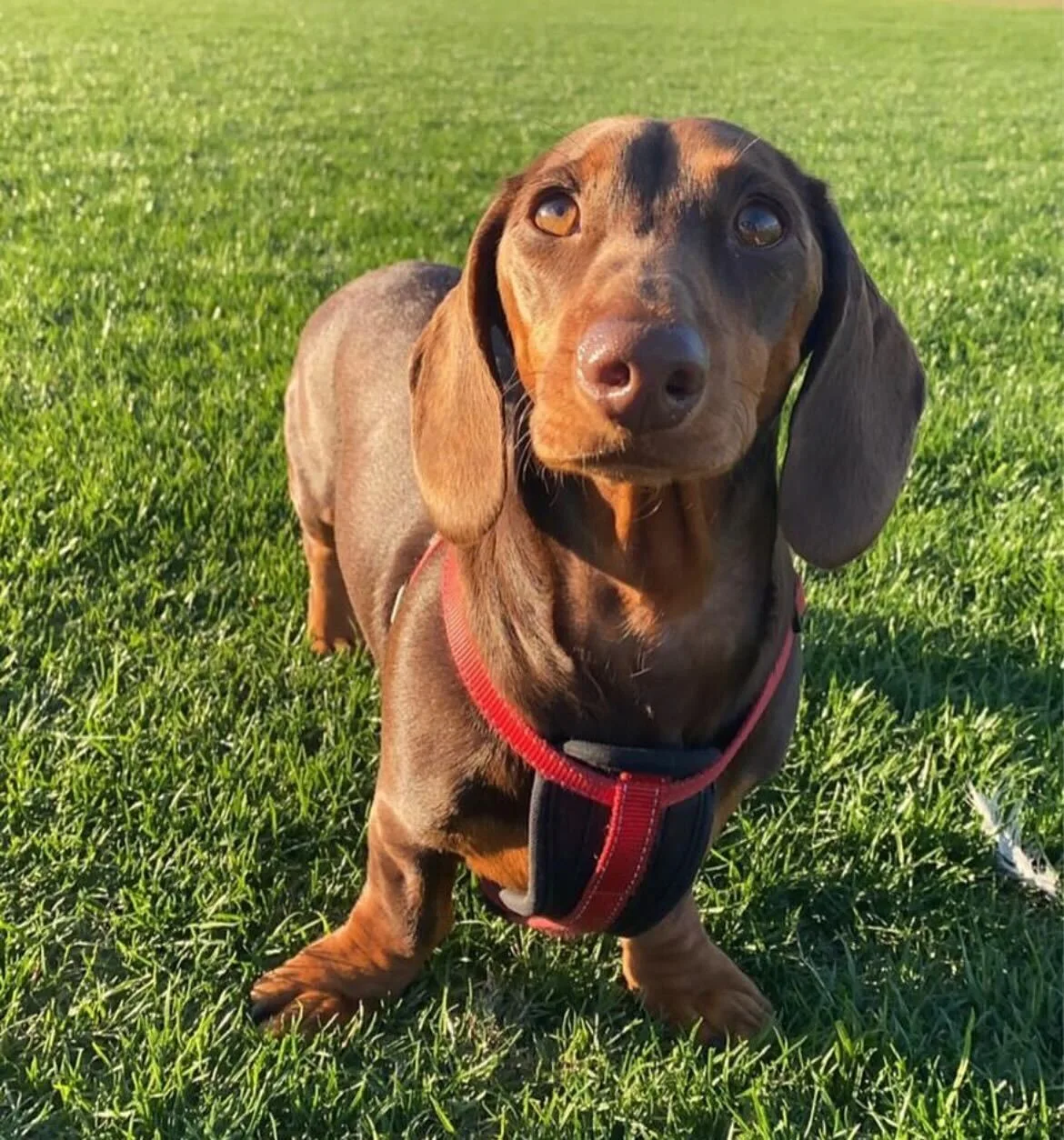 Dachshund pet insurance, prices and breed info Finder