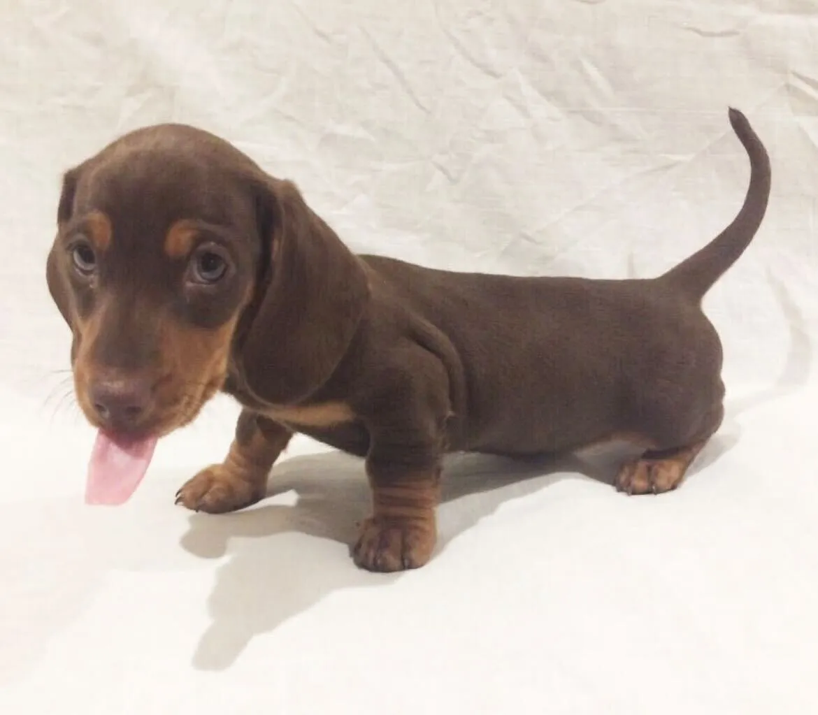 Dachshunds: Prices, breed information and insurance costs