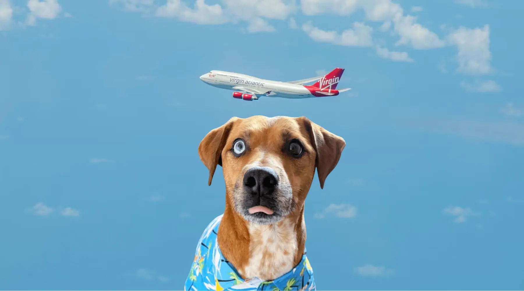 Virgin airlines sale pet cargo