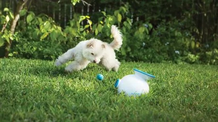 10 toys your dog would put on their wish list (if they knew how to write)