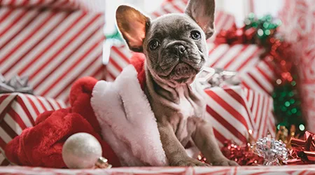 Christmas gifts for dogs 2021