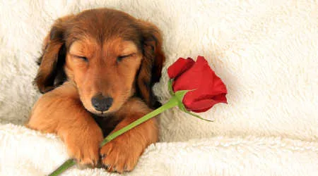 Americans Spend A Lot On Their Pets For Valentine S Day Finder Com