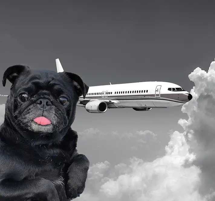 how much does it cost to take a dog overseas