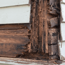 does homeowners insurance cover termite damage usaa