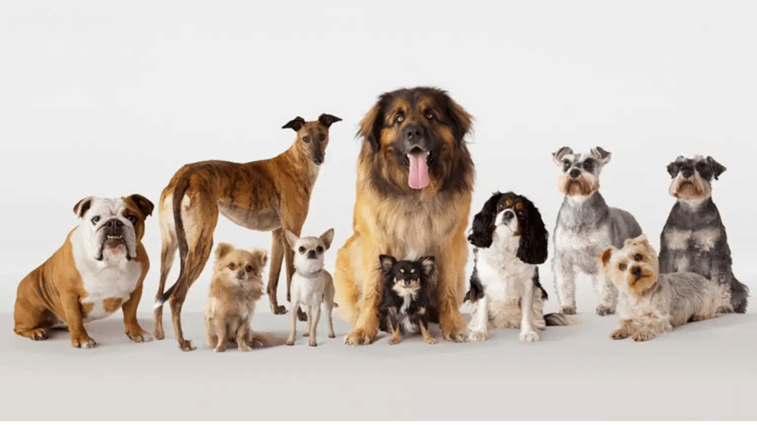 Image: Getty Images Group portrait of dogs of different races