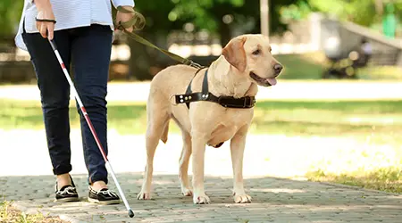 how much does a trained service dog cost