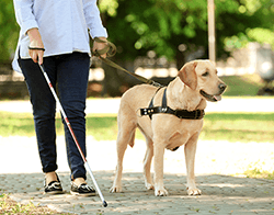 what is the salary of a service dog trainer