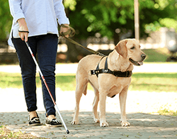 how much does a service dog for the blind cost