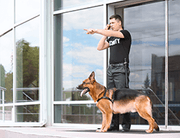 pastor alemán perro de servicio con la seguridad del trabajador