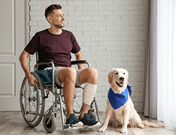 車椅子の男とラボ介助犬