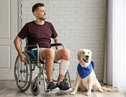 servicio de Laboratorio de perro con hombre en silla de ruedas