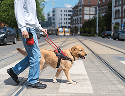 Aveugle avec chien d'assistance retriever