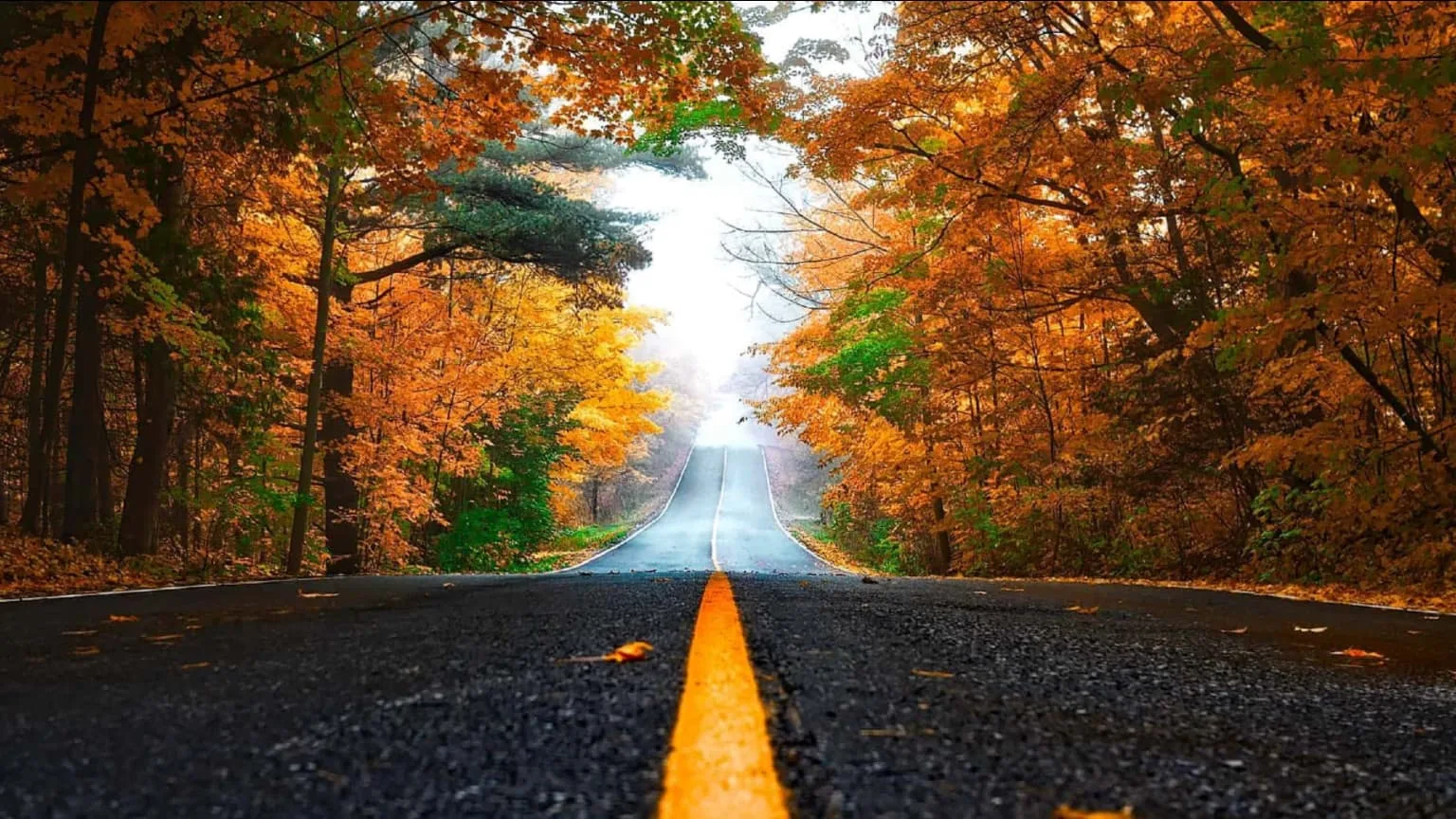 Image: Getty Images Road in the woods