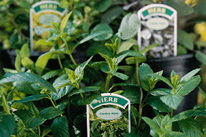 Seed packets and plants