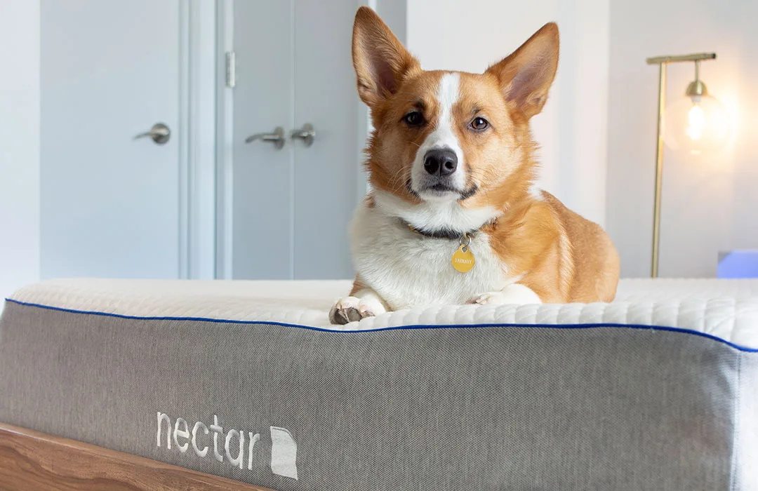 Image: Michael Bowley/Finder Dog sitting on top of a Nectar Mattress