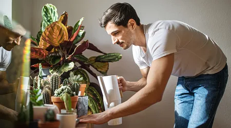 Compare indoor plants