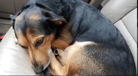 Image: Getty Images Dog sleeping in car