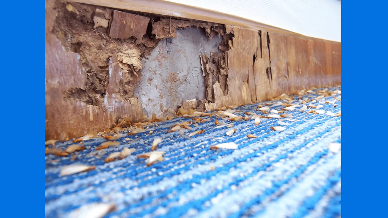 Image: Getty Images infested house
