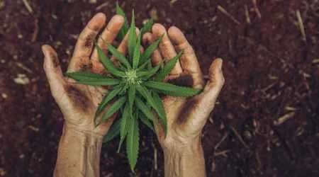 How to invest in marijuana stocks