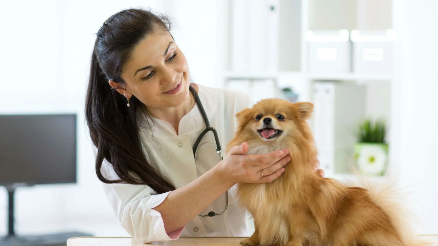 Image: Getty Images Vet with dog.