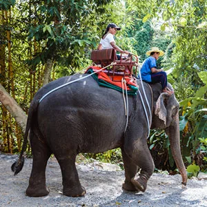 woman tourist riding elephant in thailand
