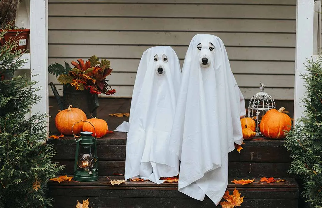 Image: Getty Images Halloween Dogs As Ghosts