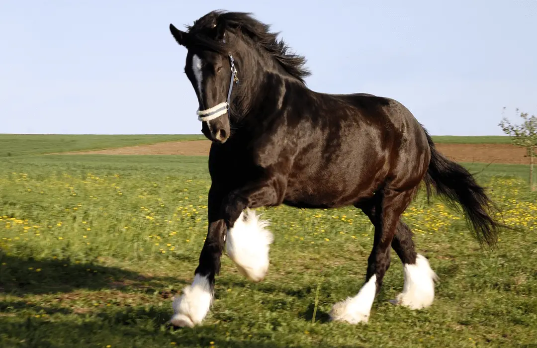 Image: Getty Images black horse on the green