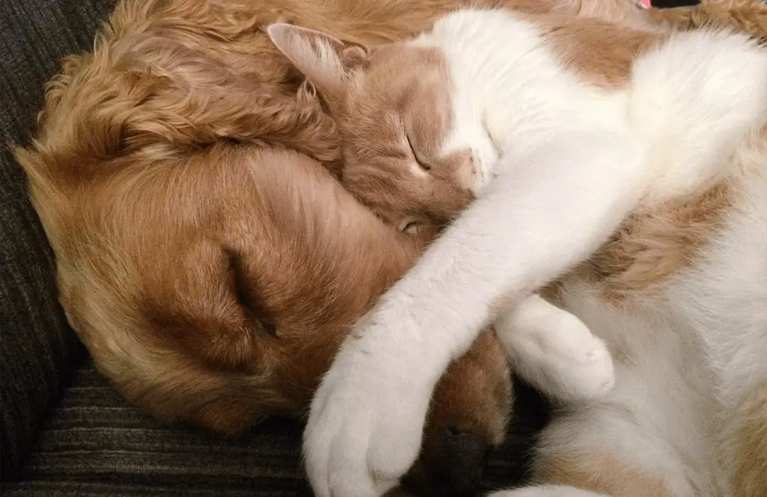 Image: Getty Images dog and cat friends