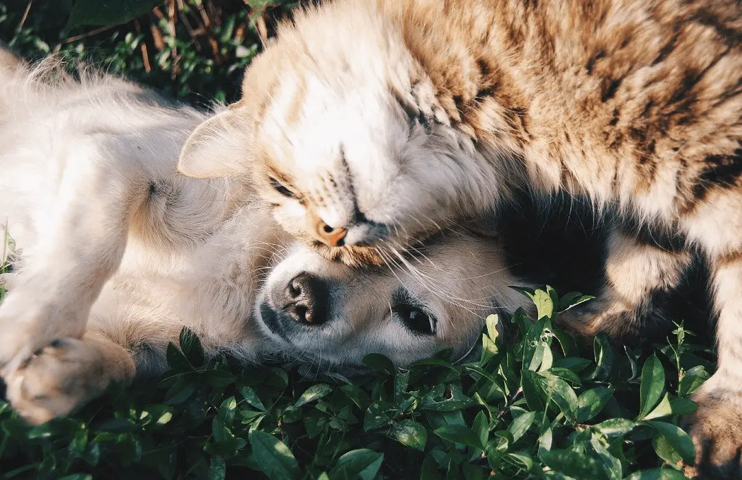 Image: Getty Images Dog and cat on the grass