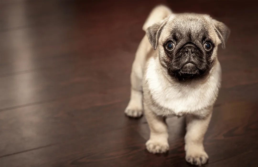 Image: Getty Images PUG puppy waiting
