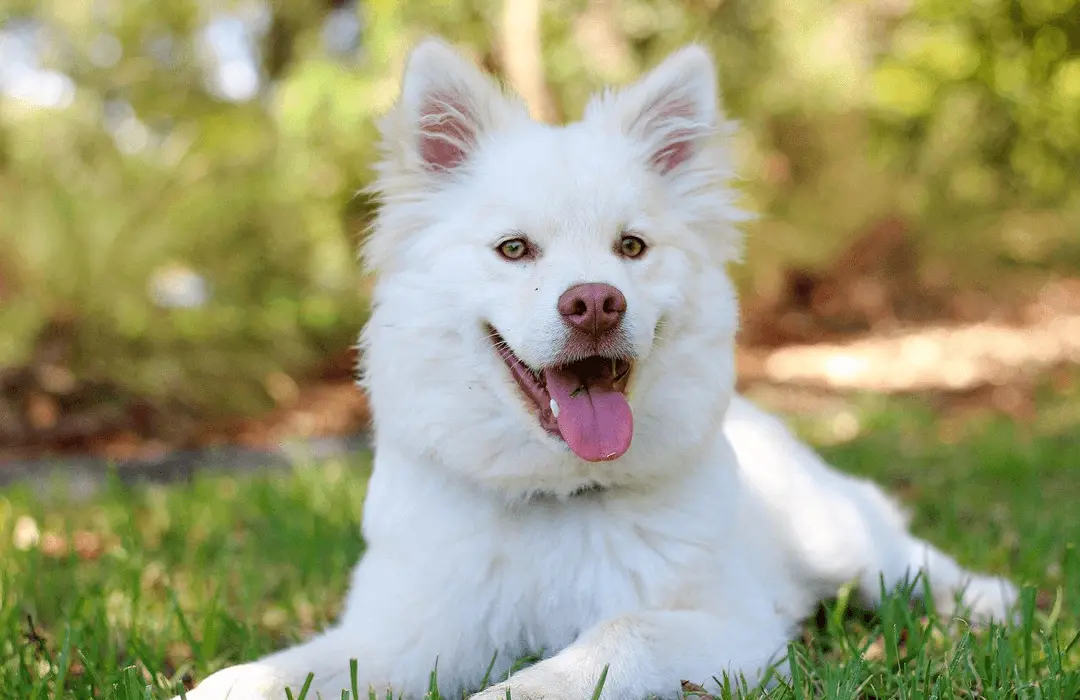 Image: Getty Images white dog smiling