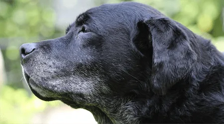 Compare senior pet insurance