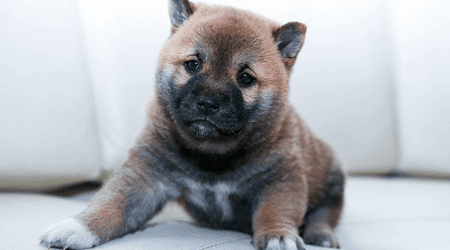 Puppy and dog vaccinations