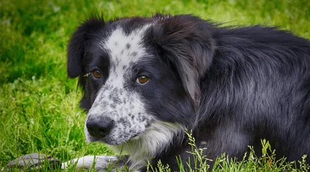 Compare pet insurance for pre-existing conditions