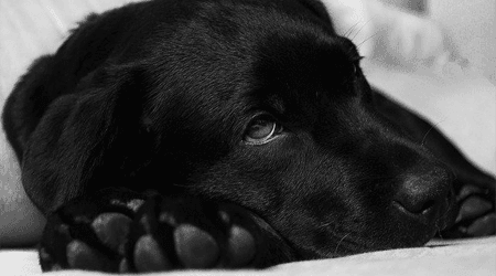 Pet insurance for tick paralysis