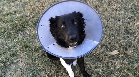 Can I get pet insurance right now?