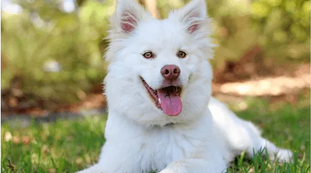 Pet dental insurance