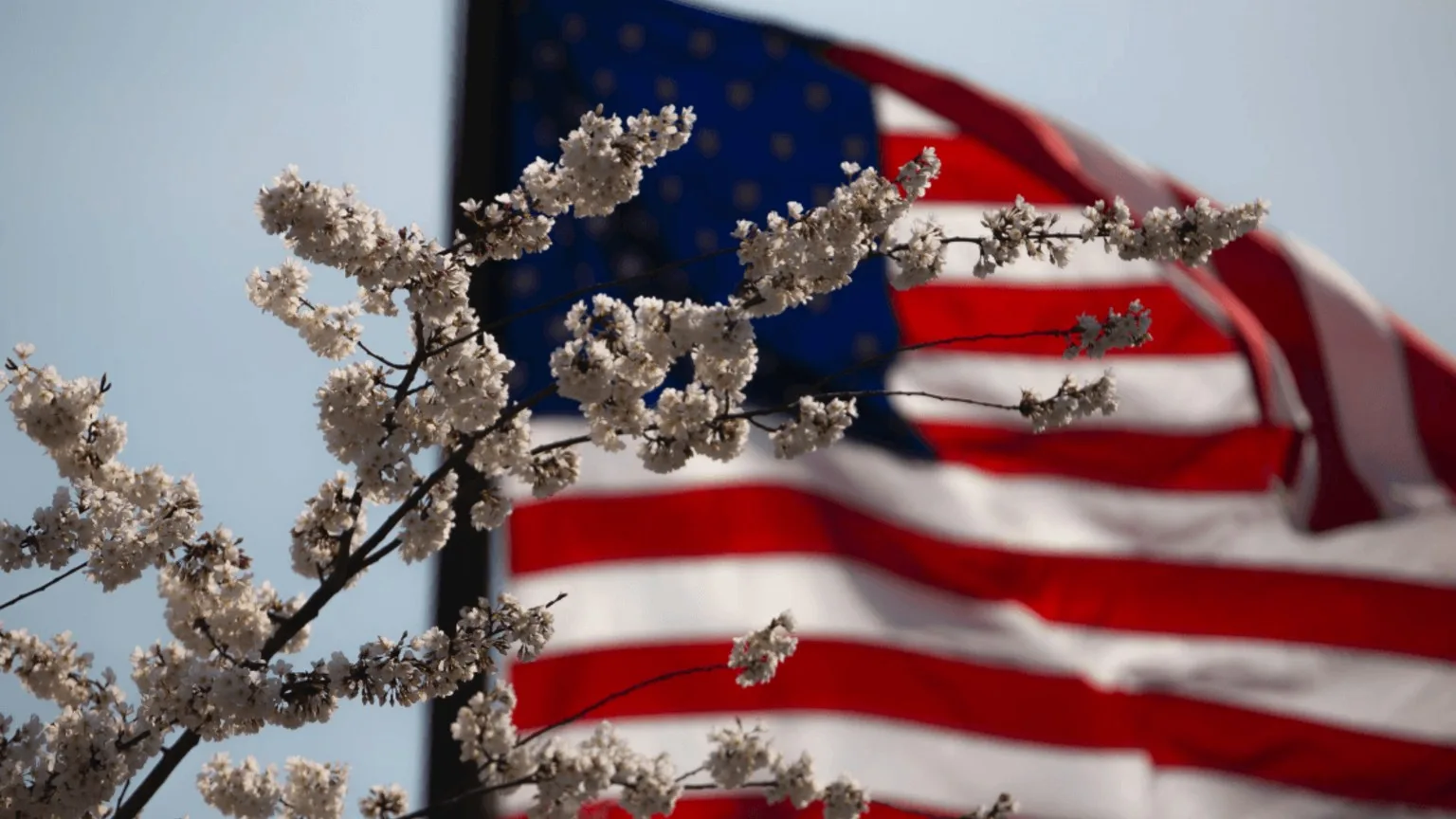 Image: Shutterstock White flowers on a branch with American flag in the background