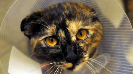 How much does pet surgery cost?