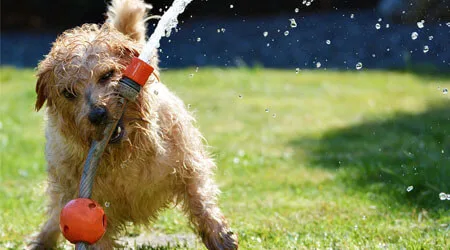How to spot and treat heatstroke in dogs