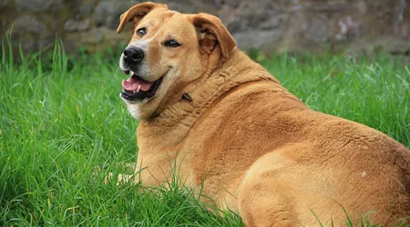 Cruciate ligament injuries in dogs