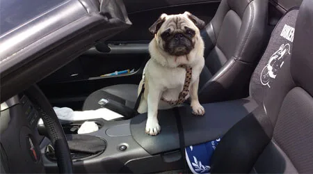 Routine care coverage pet insurance