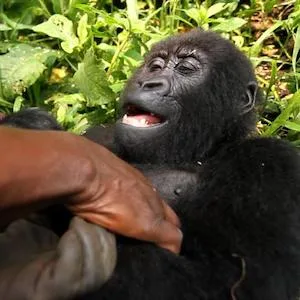 Virunga