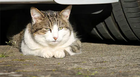 Is accident-only pet insurance worth it?