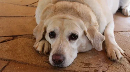 Diabetes in dogs