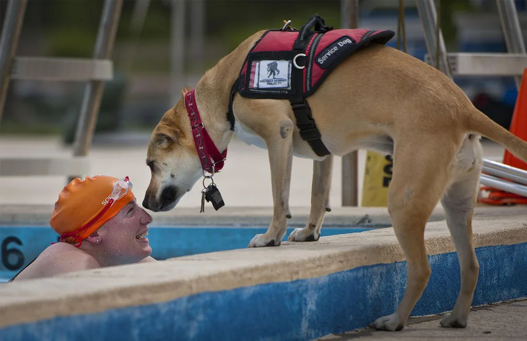 Image: Getty Images Swimming service dog